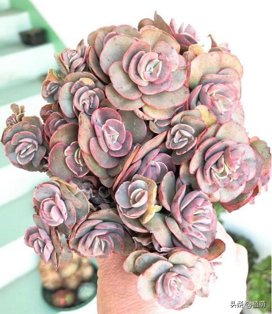 曾經落魄的秀妍，重新換盆土之後，竟然變美了