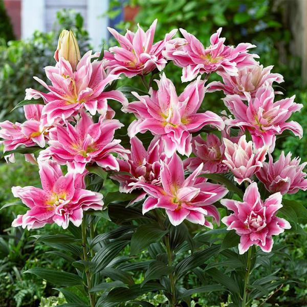 人養花，花亦養人！8種能“吃”的花，漂亮又美味，建議養一盆