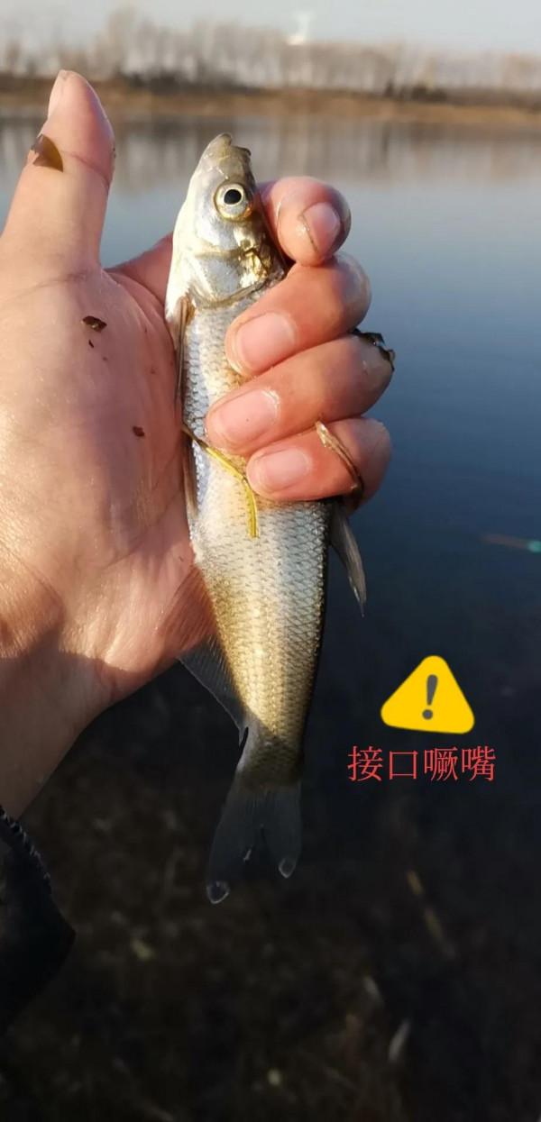 北京冬季釣鯽魚，還沒有爆護的先例