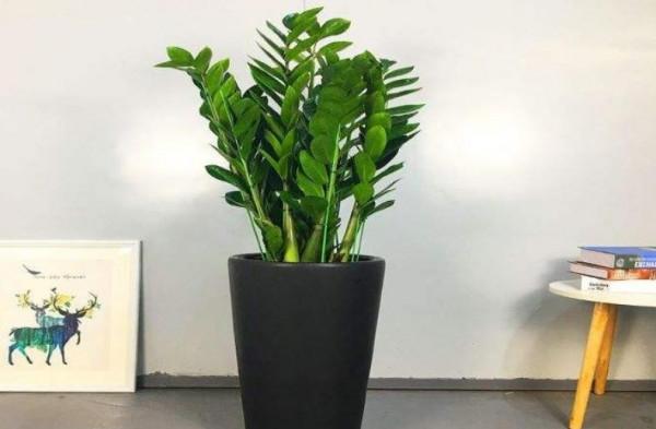 公認的“12種耐陰花”，有點散光就能長，花葉俱美有格調