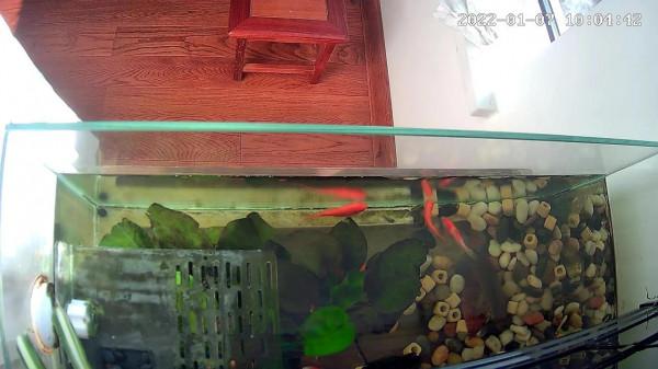 膽小的剃刀龜為了一口吃的也是拼了