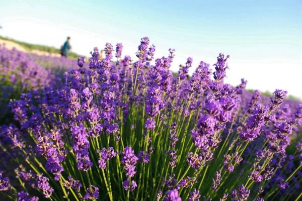 去了北疆才知道，中國有多大；去了南疆才知道，中國有多美