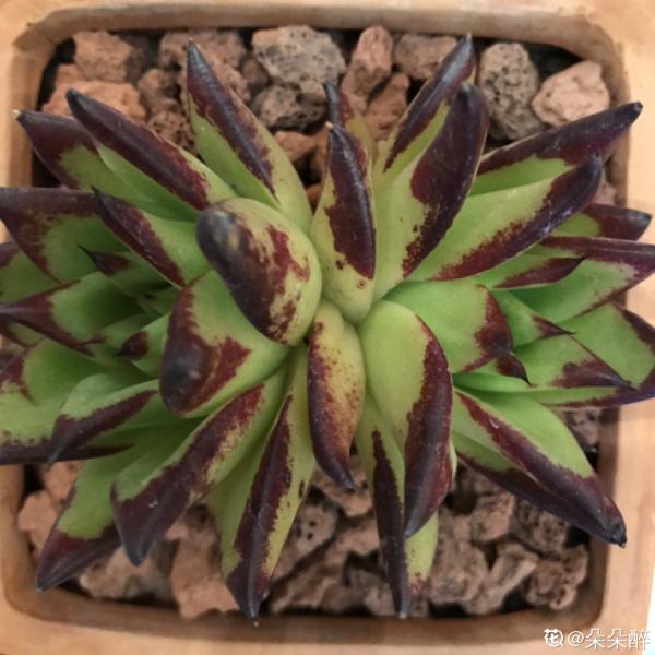 紅、黃、藍、黑，4種彩色多肉，你喜歡哪一款？