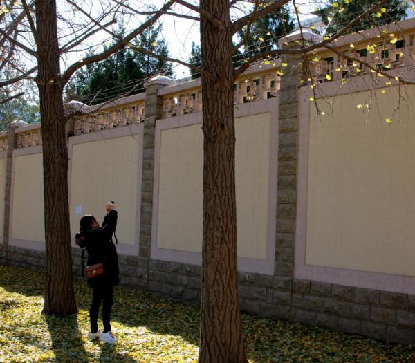 一場風雪,北京釣魚臺鋪就“金色大道” 一場風雪,北京釣魚臺鋪就“金色大道”