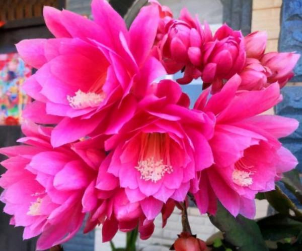 令箭荷花開花大，入冬養護要“虐它”，春季才能開爆盆