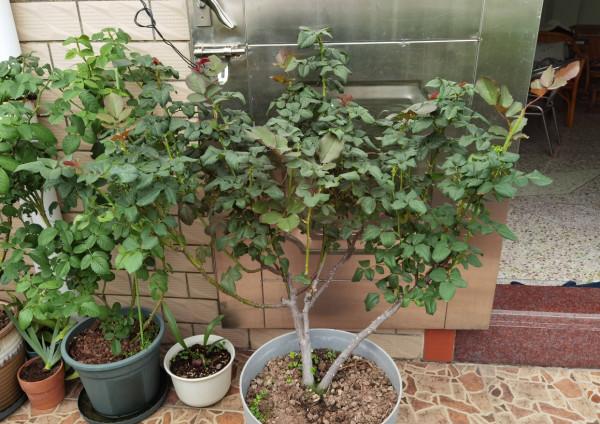 4種花很&OpenCurlyDoubleQuote;喜肥&rdquo;，經常施肥，花苞多花色豔開爆棚，&OpenCurlyDoubleQuote;花開不斷&rdquo;