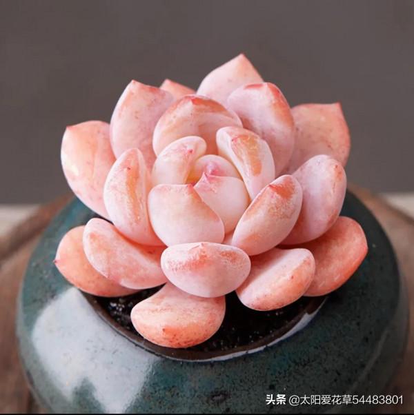 9種口碑非常好的多肉,易養護,出狀態又仙又美 9種口碑非常好的多肉,易養護,出狀態又仙又美