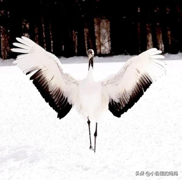 分享-跳芭蕾的丹頂鶴