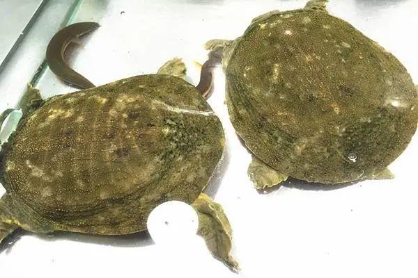 想要體內結節消得快,3種食物就不要吃了,發物吃得多結節長得快 想要體內結節消得快,3種食物就不要吃了,發物吃得多結節長得快