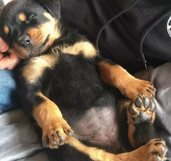 這幾種狗狗“粘人指數”爆棚，別想甩開它