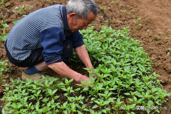6個種菜小竅門，蔬菜長得旺、結果多，每一句都充滿智慧