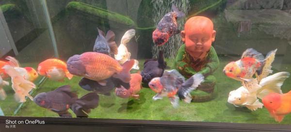 養魚人省電的技巧，來看我這麼做