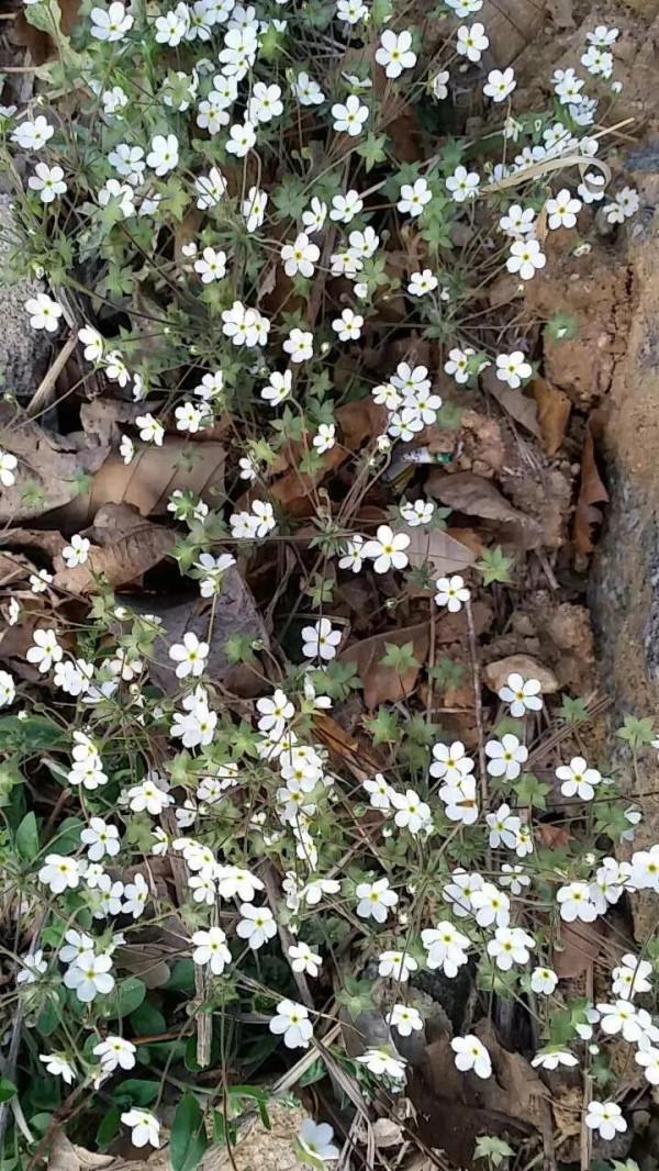 回家幫父母秋收，花了千多塊，一收一麻袋