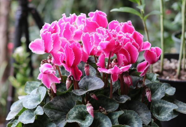 秋季3種花要補肥，但不是用促花肥，要合理施肥，才能開花爆盆