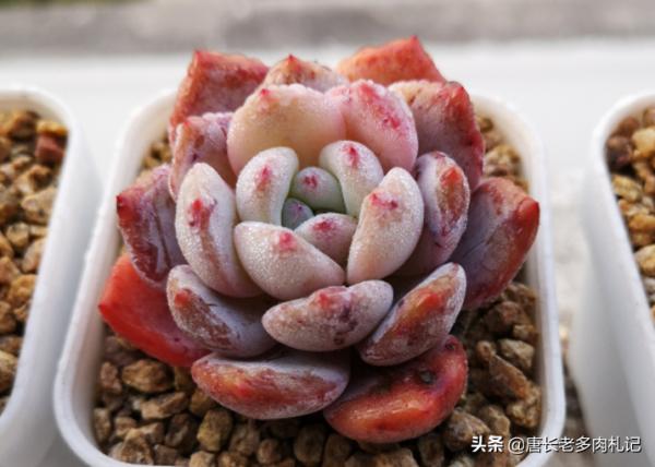 多肉根系越長就越好？並非如此，有時根系過長反而說明養法有問題