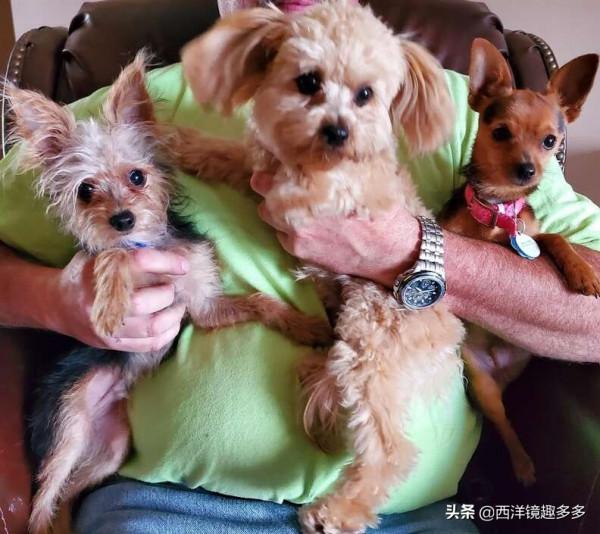 我們不一樣!一母所生的一窩小狗,居然長成了3個不同的品種 我們不一樣!一母所生的一窩小狗,居然長成了3個不同的品種