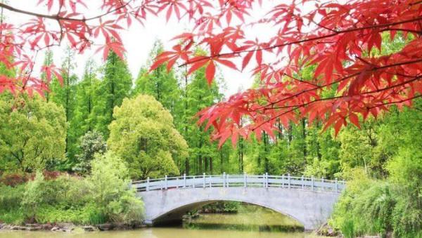 今天，邂逅一場浪漫的崇明“賞葉之旅”