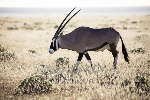 國家地理，每日精選