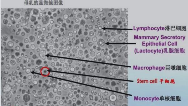 上班後如何堅持母乳餵養?母乳的儲存時間有多長? 上班後如何堅持母乳餵養?母乳的儲存時間有多長?