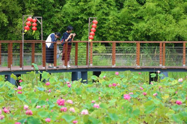 比並蒂蓮更罕見！花博會荷花園開出一朵四蒂睡蓮