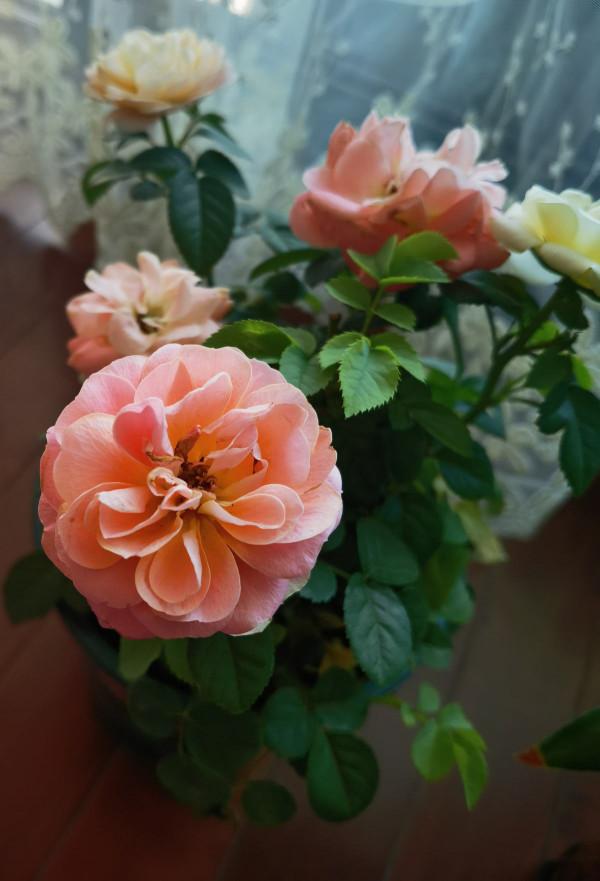 10種花天生“公主病”,真是沒得治,養花大神遇到也頭疼 10種花天生“公主病”,真是沒得治,養花大神遇到也頭疼