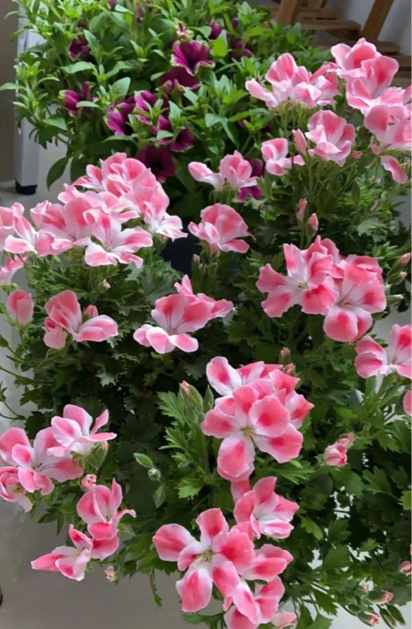 10種花得窮養,盆越小、水越少,越長得旺 10種花得窮養,盆越小、水越少,越長得旺