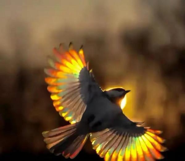 幾十年罕見的鳥，認識兩種算你牛.