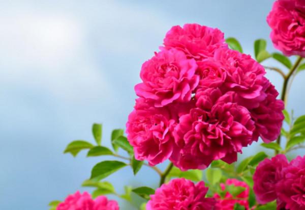 一週後,4個星座,正義感十足,總在幫助別人,去哪都能交到朋友 一週後,4個星座,正義感十足,總在幫助別人,去哪都能交到朋友