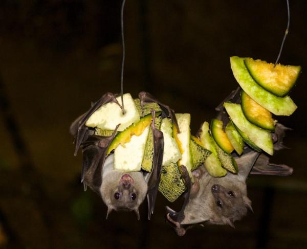 它們是地球上,唯一真正會飛翔的哺乳動物,可是卻不怎麼引人注目 它們是地球上,唯一真正會飛翔的哺乳動物,可是卻不怎麼引人注目