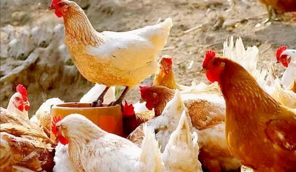 雞最怕吃什麼東西？最怕哪些環境？如何預防？