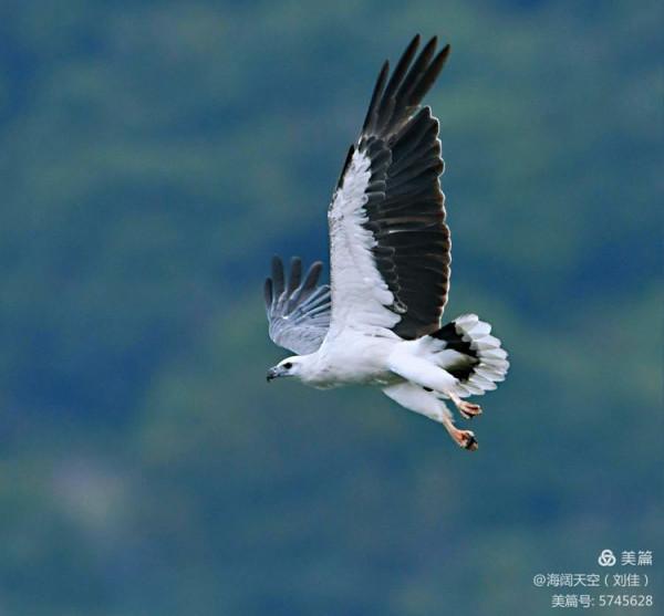 鳥類空中的戰鬥機&mdash;&mdash;白腹海雕