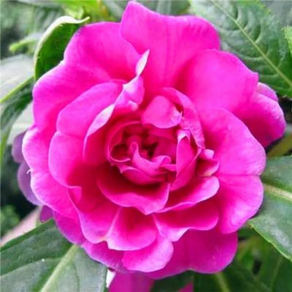 分享圖片，重瓣鳳仙花