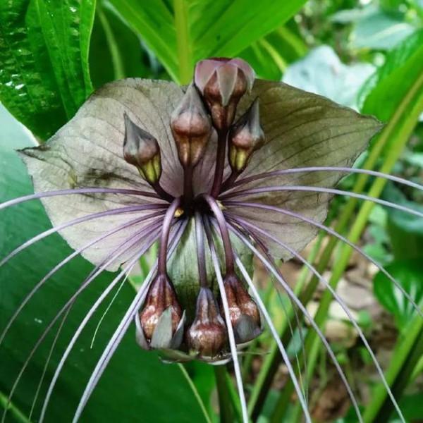 24種帶有&OpenCurlyDoubleQuote;虎&rdquo;字的植物，有些花卉名稱都沒聽過，你認識幾種？