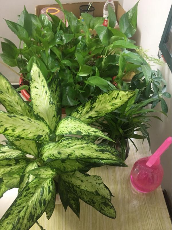 家裡養點“吉利花”,這八種“轉運花”,看看你家有沒有 家裡養點“吉利花”,這八種“轉運花”,看看你家有沒有