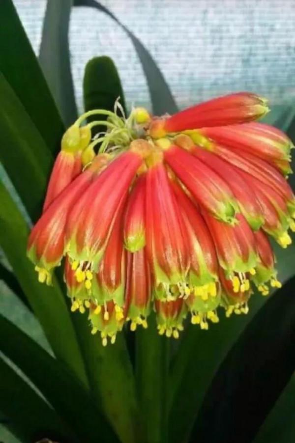 貴族君子蘭&mdash;&mdash;毛蘭