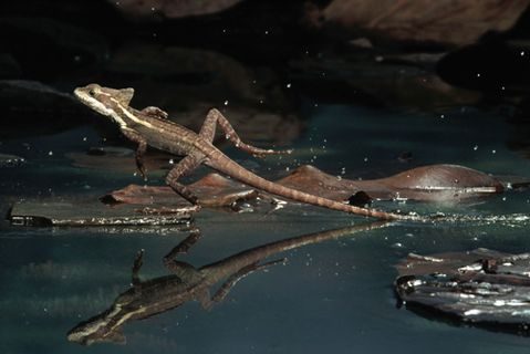 為什麼一些蜥蜴可以在水面上奔跑？