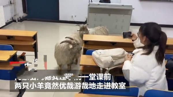 2只小羊走進大學教室，並且留下一粒粒“小禮物”：還真不見外呀