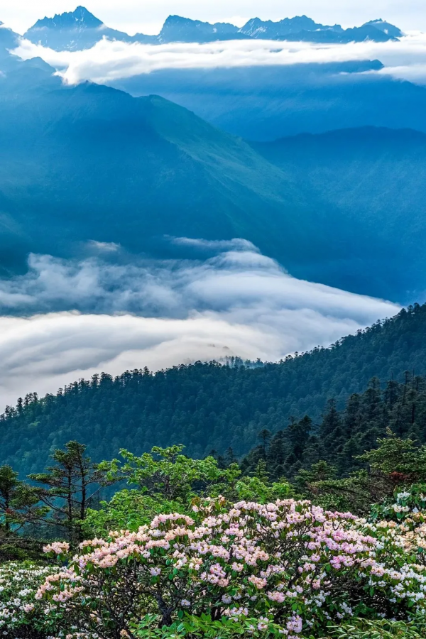 四川從哪裡來? 四川從哪裡來?