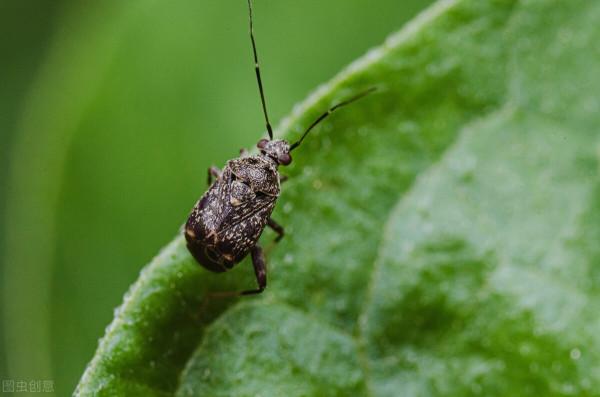 中華微刺盲蝽——有廣闊應用前景的昆蟲