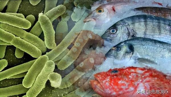 廣西一男子海釣大豐收,回家後妻子就宰魚,一條沒弄完卻往醫院跑 廣西一男子海釣大豐收,回家後妻子就宰魚,一條沒弄完卻往醫院跑