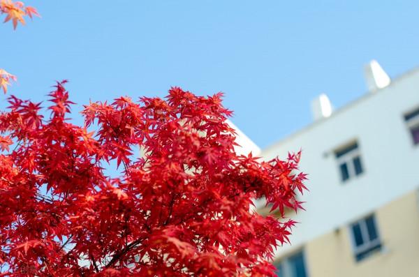 庭院無樹，無福無祿？有院子就種15種樹，隨便選一種，吉祥又好看