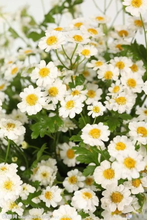 詠菊七絕三十首(30韻) 詠菊七絕三十首(30韻)