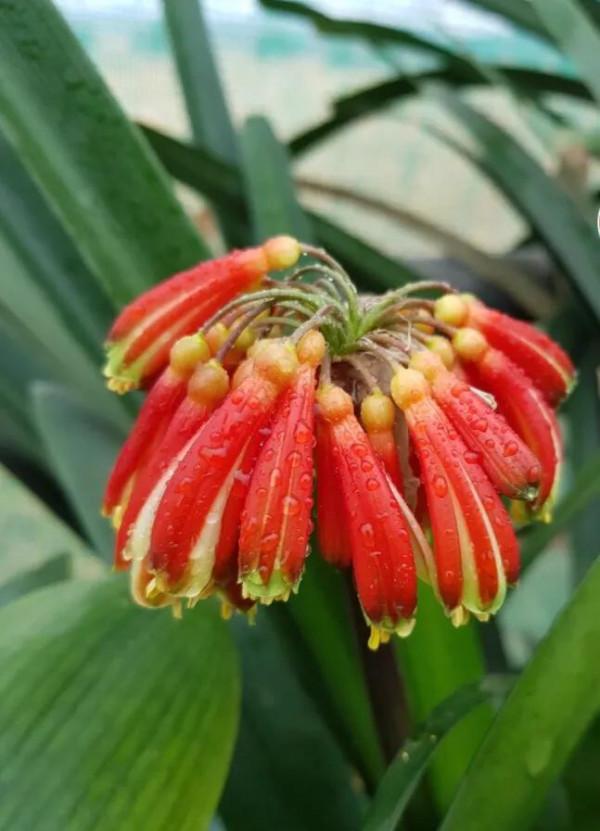 貴族君子蘭&mdash;&mdash;毛蘭