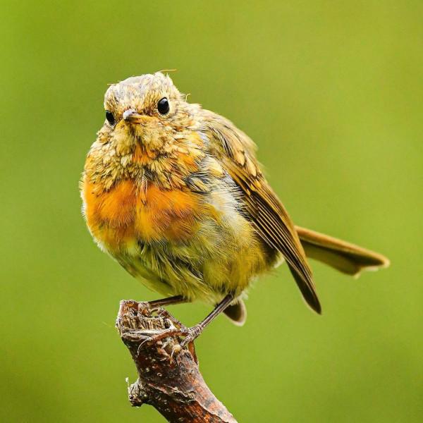 動物類 | 樹枝上的生命,小鳥 動物類 | 樹枝上的生命,小鳥