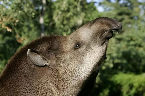 小豬佩奇的原型？很可惜，這種動物快滅絕了