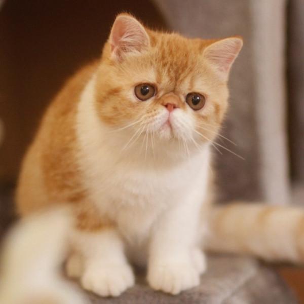 這幾種貓“沒有攻擊性”，非常溫順，適合有小孩的家庭養