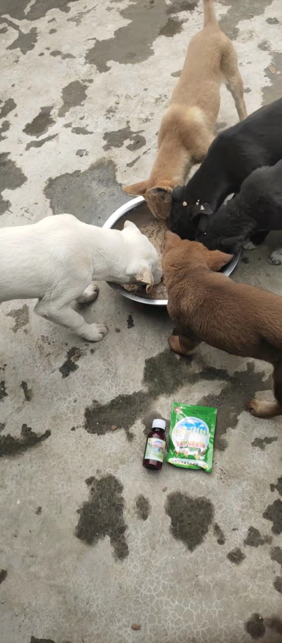 潘老闆用“畜禽腸健活菌劑”預防肉狗腸道疾病效果顯著