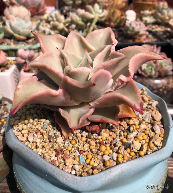 在大溫差下,餃子皮多肉只會越來越紅,不過5點不能忽略 在大溫差下,餃子皮多肉只會越來越紅,不過5點不能忽略