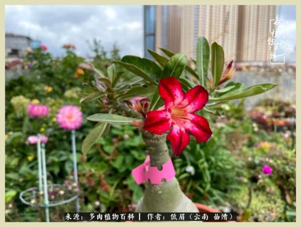 正是花好月圓時，再訪楊姐的屋頂花園