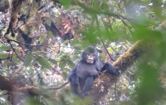 緬甸金絲猴：極度瀕危物種